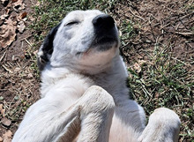 ANOUK, Hund, Mischlingshund in Trier - Bild 3