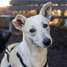 COCONUT, Hund, Mischlingshund in Rumänien