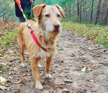 LENNY, Hund, Mischlingshund in Lorsch