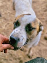 SAMU, Hund, Mischlingshund in Jüchen - Bild 8