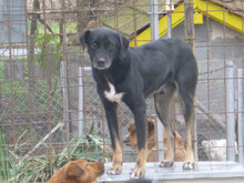 KOBE, Hund, Mischlingshund in Bulgarien - Bild 2