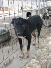 KOBE, Hund, Mischlingshund in Bulgarien - Bild 3