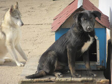 KOBE, Hund, Mischlingshund in Bulgarien - Bild 6