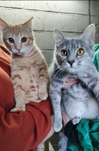 SOFIA, Katze, Europäisch Kurzhaar in Spanien - Bild 3