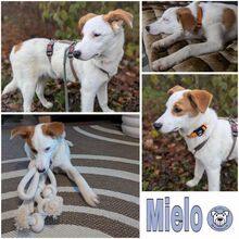 MIELO, Hund, Mischlingshund in Stockach - Bild 1