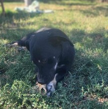 SKY, Hund, Dackel-Mix in Rumänien - Bild 10