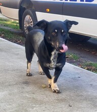 SKY, Hund, Dackel-Mix in Rumänien - Bild 3