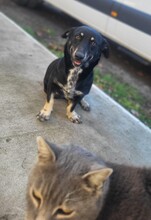 SKY, Hund, Dackel-Mix in Rumänien - Bild 4