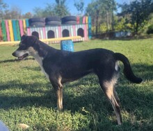 BETTY, Hund, Mischlingshund in Rumänien - Bild 4