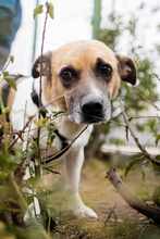 LOTTO, Hund, Mischlingshund in Rumänien - Bild 1