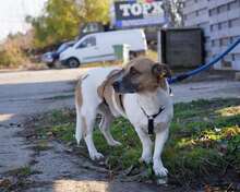 LOTTO, Hund, Mischlingshund in Rumänien - Bild 2