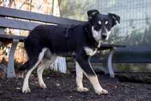 KALE, Hund, Mischlingshund in Rumänien - Bild 3