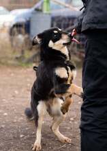 KALE, Hund, Mischlingshund in Rumänien - Bild 9