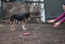 OKRA, Hund, Mischlingshund in Rumänien - Bild 10