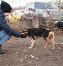 OKRA, Hund, Mischlingshund in Rumänien - Bild 7