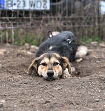 OKRA, Hund, Mischlingshund in Rumänien - Bild 9