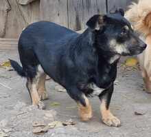 MARIO, Hund, Mischlingshund in Rumänien - Bild 1