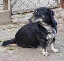 ARMANI, Hund, Mischlingshund in Rumänien - Bild 1