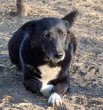 LEO, Hund, Mischlingshund in Rumänien - Bild 4