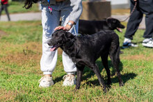 NIKA, Hund, Mischlingshund in Bulgarien - Bild 6