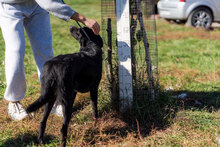 NIKA, Hund, Mischlingshund in Bulgarien - Bild 7