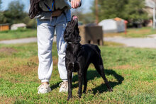 NIKA, Hund, Mischlingshund in Bulgarien - Bild 8