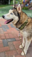 PABLO, Hund, Siberian Husky in Rumänien - Bild 10