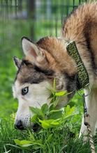 PABLO, Hund, Siberian Husky in Rumänien - Bild 11