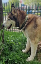 PABLO, Hund, Siberian Husky in Rumänien - Bild 12