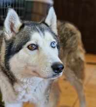 PABLO, Hund, Siberian Husky in Rumänien - Bild 3