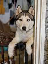 PABLO, Hund, Siberian Husky in Rumänien - Bild 5