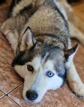 PABLO, Hund, Siberian Husky in Rumänien - Bild 6