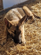 BELLAPAULINA, Hund, Mischlingshund in Lohmar - Bild 3