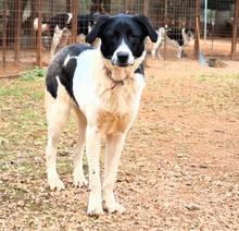 STEFFI, Hund, Mischlingshund in Griechenland - Bild 2