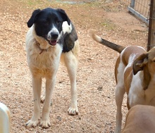 STEFFI, Hund, Mischlingshund in Griechenland - Bild 3