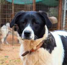 STEFFI, Hund, Mischlingshund in Griechenland - Bild 4