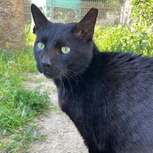 MICIO, Katze, Europäisch Kurzhaar in Bellheim