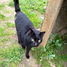 MICIO, Katze, Europäisch Kurzhaar in Bellheim - Bild 10