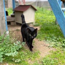 MICIO, Katze, Europäisch Kurzhaar in Bellheim - Bild 11