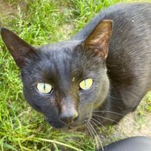 MICIO, Katze, Europäisch Kurzhaar in Bellheim - Bild 12