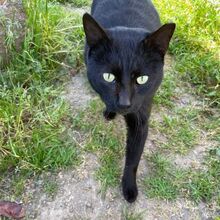 MICIO, Katze, Europäisch Kurzhaar in Bellheim - Bild 13