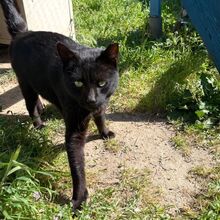 MICIO, Katze, Europäisch Kurzhaar in Bellheim - Bild 14