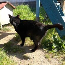 MICIO, Katze, Europäisch Kurzhaar in Bellheim - Bild 15