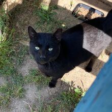 MICIO, Katze, Europäisch Kurzhaar in Bellheim - Bild 16