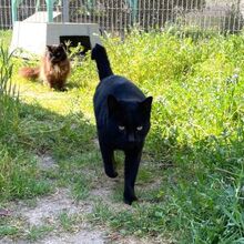 MICIO, Katze, Europäisch Kurzhaar in Bellheim - Bild 17