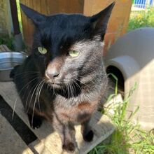 MICIO, Katze, Europäisch Kurzhaar in Bellheim - Bild 18