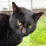 MICIO, Katze, Europäisch Kurzhaar in Bellheim - Bild 2