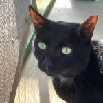 MICIO, Katze, Europäisch Kurzhaar in Bellheim - Bild 3