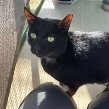 MICIO, Katze, Europäisch Kurzhaar in Bellheim - Bild 5