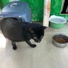 MICIO, Katze, Europäisch Kurzhaar in Bellheim - Bild 6